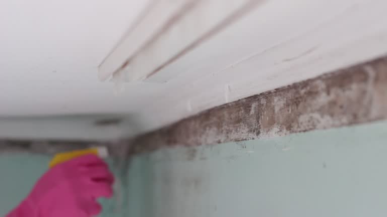 Mold Documentation for Insurance Claims